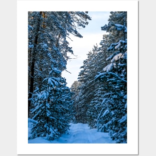 Winter landscape with snow-covered spruce forest. Posters and Art